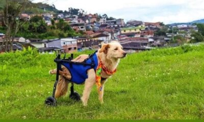 Valentín, El Perrito Criollo que Fue Baleado y Abandonado Por Su Discapacidad, Ahora Corre Feliz en su Silla de Ruedas por Las Calles de Caldas
