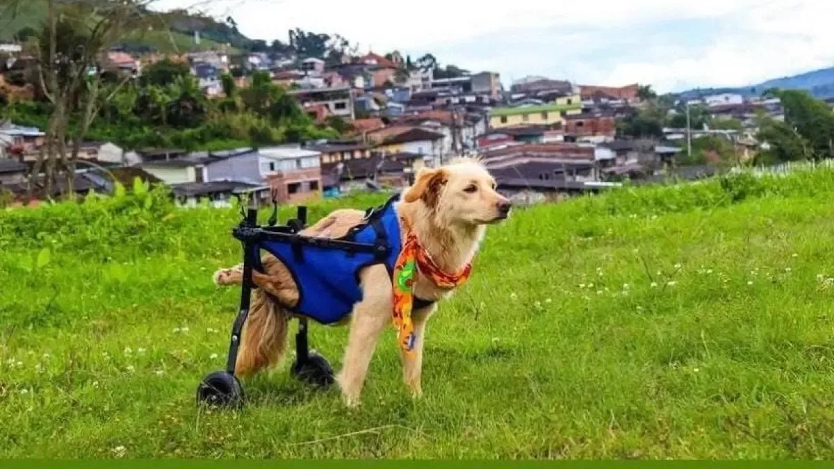 Valentín, El Perrito Criollo que Fue Baleado y Abandonado Por Su Discapacidad, Ahora Corre Feliz en su Silla de Ruedas por Las Calles de Caldas