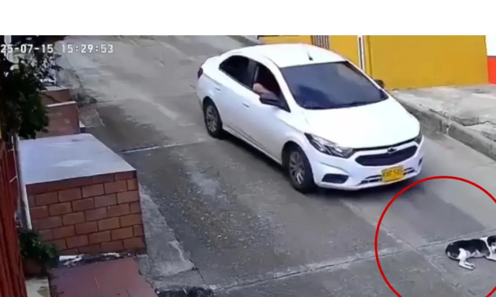 El Animal Murió en El Hecho y La Comunidad Exige Justicia