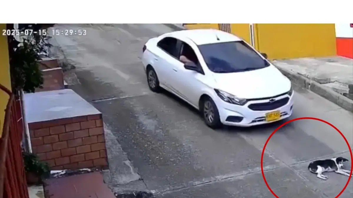 El Animal Murió en El Hecho y La Comunidad Exige Justicia