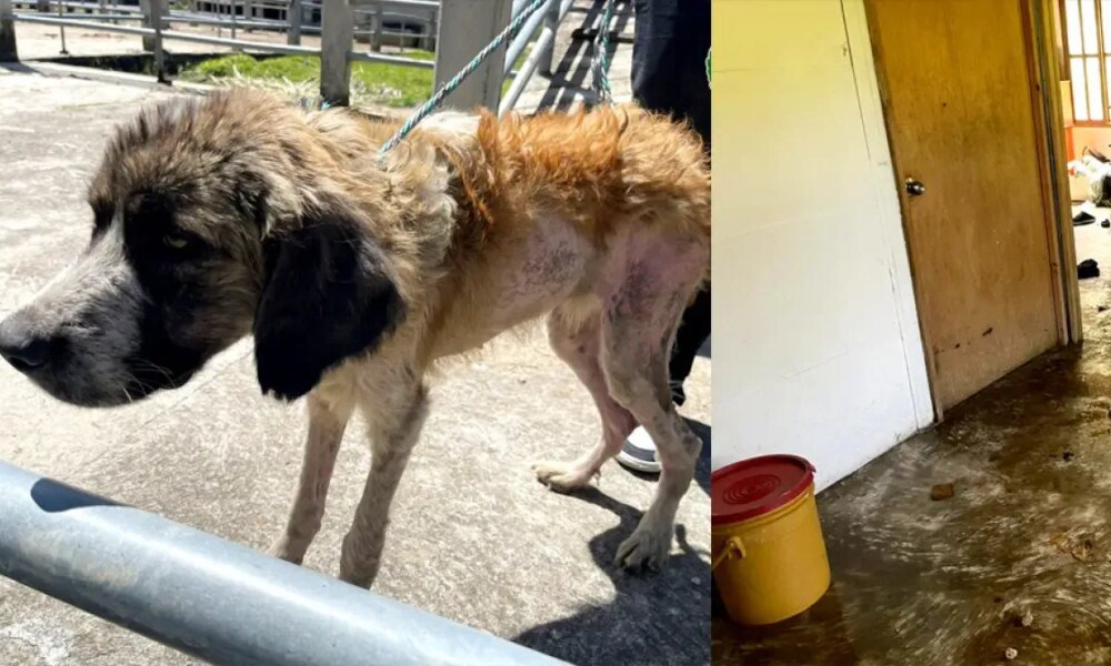 Aberrante Caso de Maltrato Animal Fue Descubierto en San Vicente Ferrer