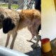 Aberrante Caso de Maltrato Animal Fue Descubierto en San Vicente Ferrer
