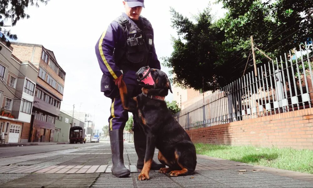 Secretaría de Salud Renuncia a la Seguridad Canina para proteger el Bienestar Animal