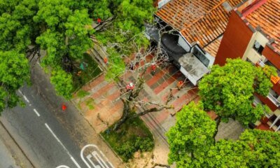 Ya Han Atendido El 80 % de los Árboles que Tienen Riesgo de Caída