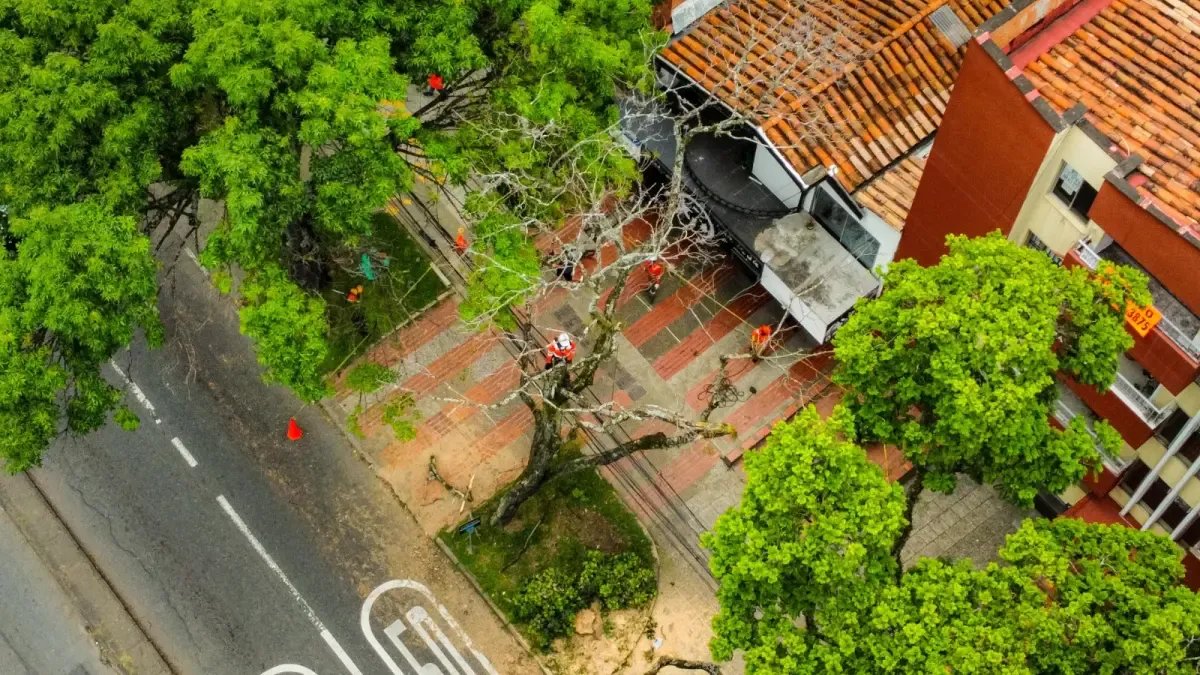 Ya Han Atendido El 80 % de los Árboles que Tienen Riesgo de Caída