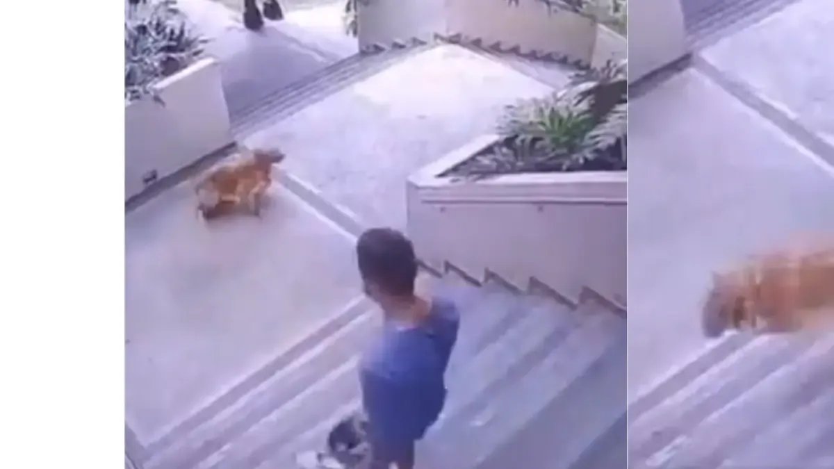 Captado en Video Brutal Caso de Maltrato Animal en Conjunto Residencia de Ibagueé