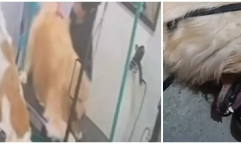 Tomaron Medidas Contra Veterinaria en Bogotá Donde Ocurrió Presunto Caso de Maltrato Animal en Bogotá Que Quedó en Video: ESTO SE SABE