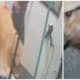 Tomaron Medidas Contra Veterinaria en Bogotá Donde Ocurrió Presunto Caso de Maltrato Animal en Bogotá Que Quedó en Video: ESTO SE SABE