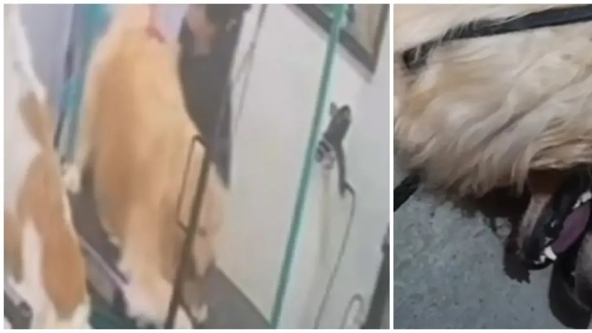 Tomaron Medidas Contra Veterinaria en Bogotá Donde Ocurrió Presunto Caso de Maltrato Animal en Bogotá Que Quedó en Video: ESTO SE SABE