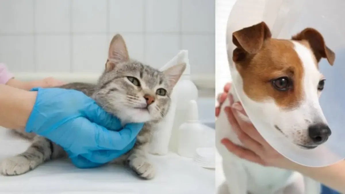 Habilitan cuatro Puntos Móviles de Esterilización Animal Con 15.000 Cupos en Bogotá: Dónde se Ubican Ya Quiénes Benefia