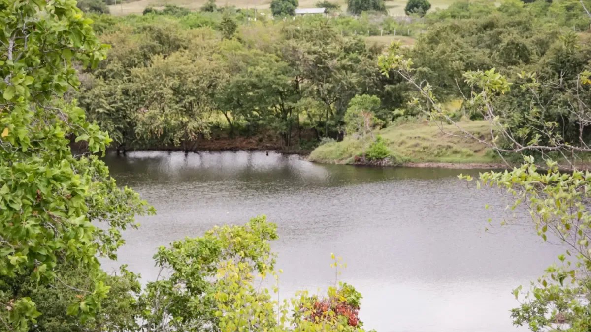 En la crisis por los precios Bajos del Arroz, cultivadores del tolima piden un ajuste en la fórmula que fija el cobro de la tarifa hídrica (tua)