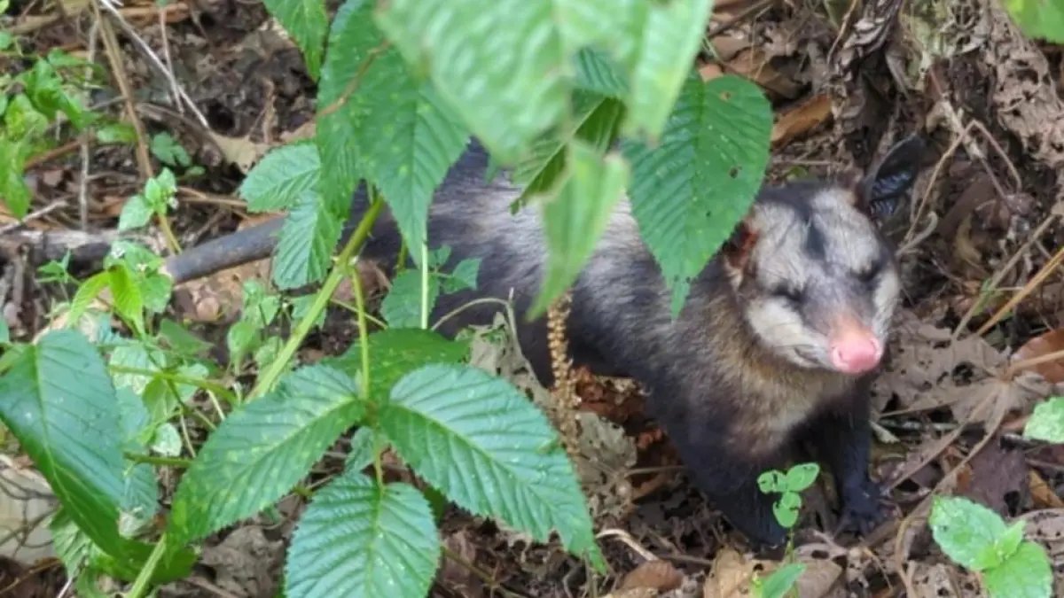 Explicano Qué Hacer Si Se Encuentra Con una