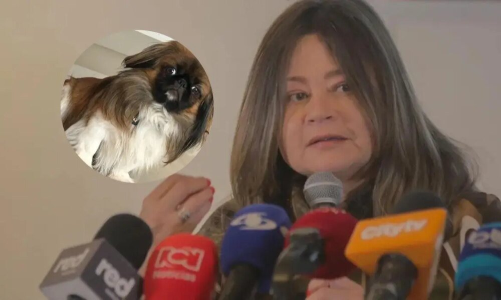 La Solicitud del Ministerio de Transporte Por Maxi, El Perrito que Murió en El Maletero de Un bus de Copetran: 'A Fondo y Ágil'