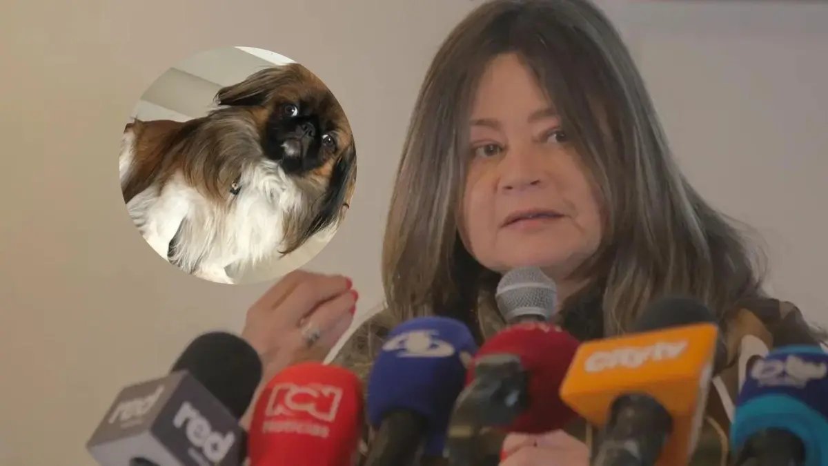 La Solicitud del Ministerio de Transporte Por Maxi, El Perrito que Murió en El Maletero de Un bus de Copetran: 'A Fondo y Ágil'