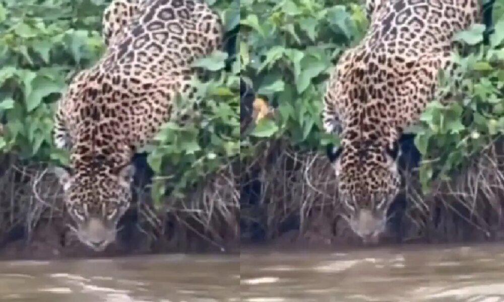 así se vio el Felino por turistas