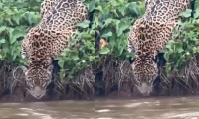 así se vio el Felino por turistas