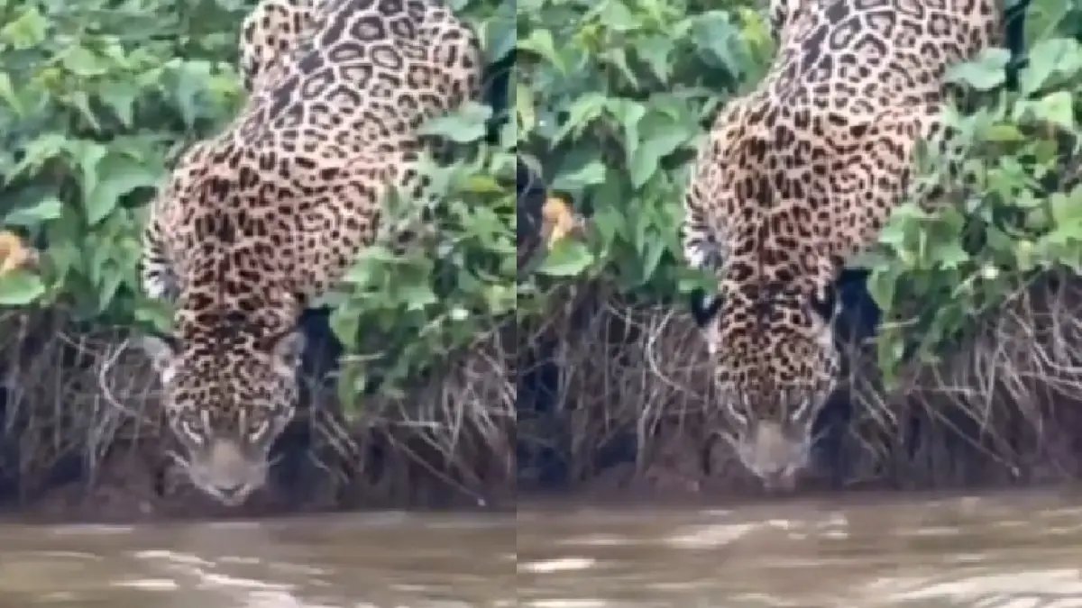 así se vio el Felino por turistas