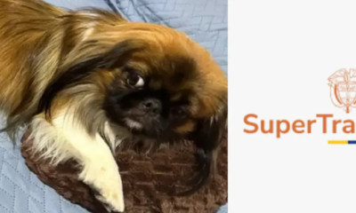 Autoridadas Anuncianas Más Acciones Por la Muerte del Perro Maxi Al Interior del Maletero de Bus de Copetran