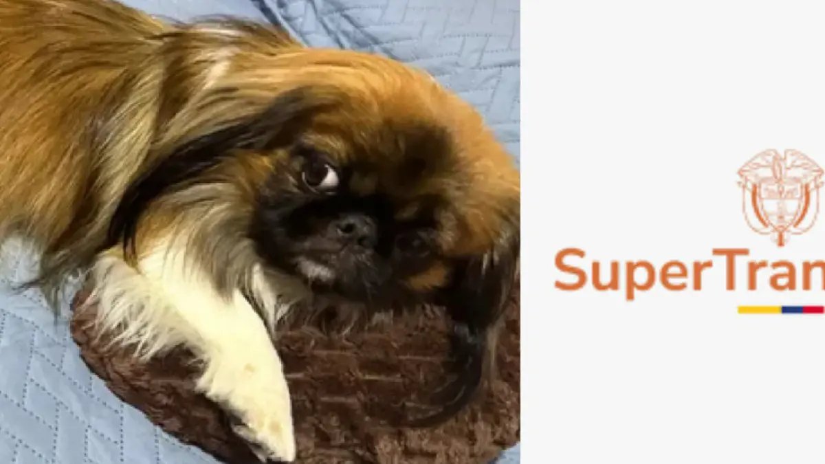 Autoridadas Anuncianas Más Acciones Por la Muerte del Perro Maxi Al Interior del Maletero de Bus de Copetran