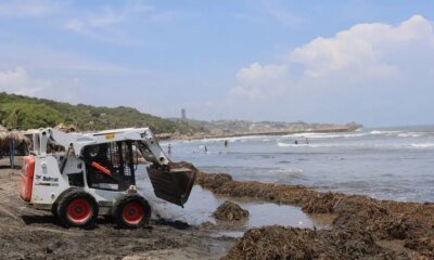 Puerto Colombia recolecta más de 30 toneladas de tarulla en salgar para proteger sus playas y garantizar un turismo sostenible