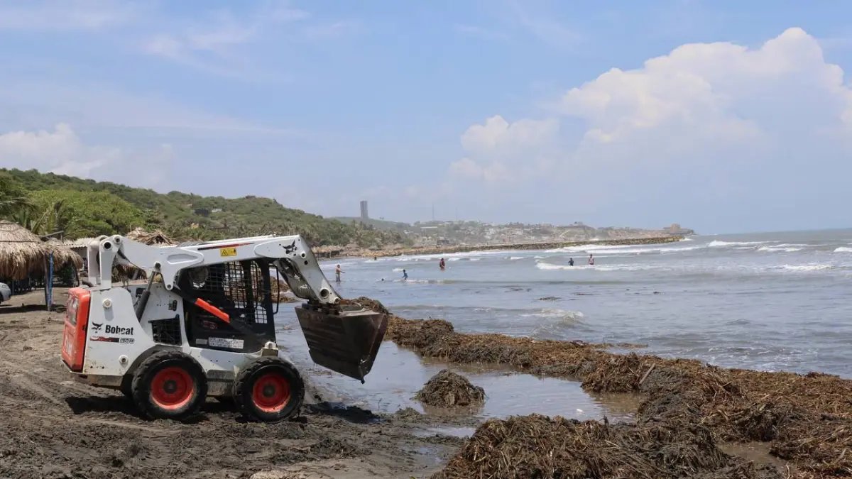 Puerto Colombia recolecta más de 30 toneladas de tarulla en salgar para proteger sus playas y garantizar un turismo sostenible