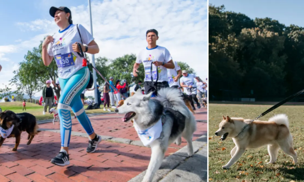 ¿Cuándo y dónde será la Carrera Canicross del festival de verano en bogotá? Conozca Los Detless del Evento para Correr Con Su 'Peludo'