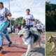 ¿Cuándo y dónde será la Carrera Canicross del festival de verano en bogotá? Conozca Los Detless del Evento para Correr Con Su 'Peludo'