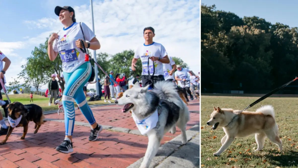 ¿Cuándo y dónde será la Carrera Canicross del festival de verano en bogotá? Conozca Los Detless del Evento para Correr Con Su 'Peludo'