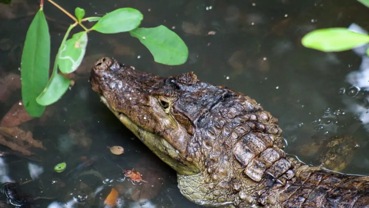 Ecoparque de la Ciénaga de Mallorquín, Refugio de Fauna Silvestre del Caribe Colombiano