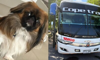 Esta es la Millonaria Sanción que la Supertransporte Pondría A Copetran por la Muerte de Una Mascota Durante Trayecto Bucaramanga- Medellín