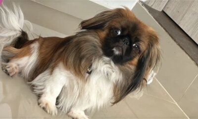 Investigan A Empresa de Transporte Por Muerte del Perro Maxi en un autobús intermunicipal que cubría la ruta entre la guajira y medellín