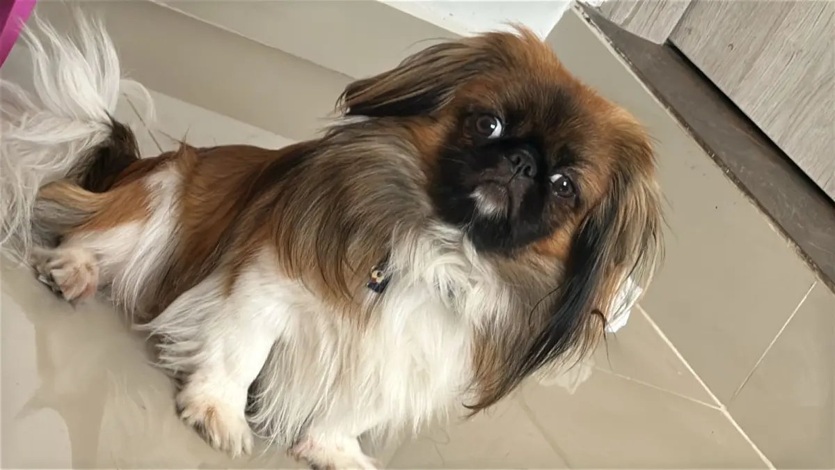 Investigan A Empresa de Transporte Por Muerte del Perro Maxi en un autobús intermunicipal que cubría la ruta entre la guajira y medellín
