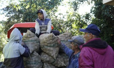 Ante la Caída del 72 % en el precio de la Papa, Cundinamarca Activa Millonaria Compra Directa A Campesinos para Evitar Pérdidas