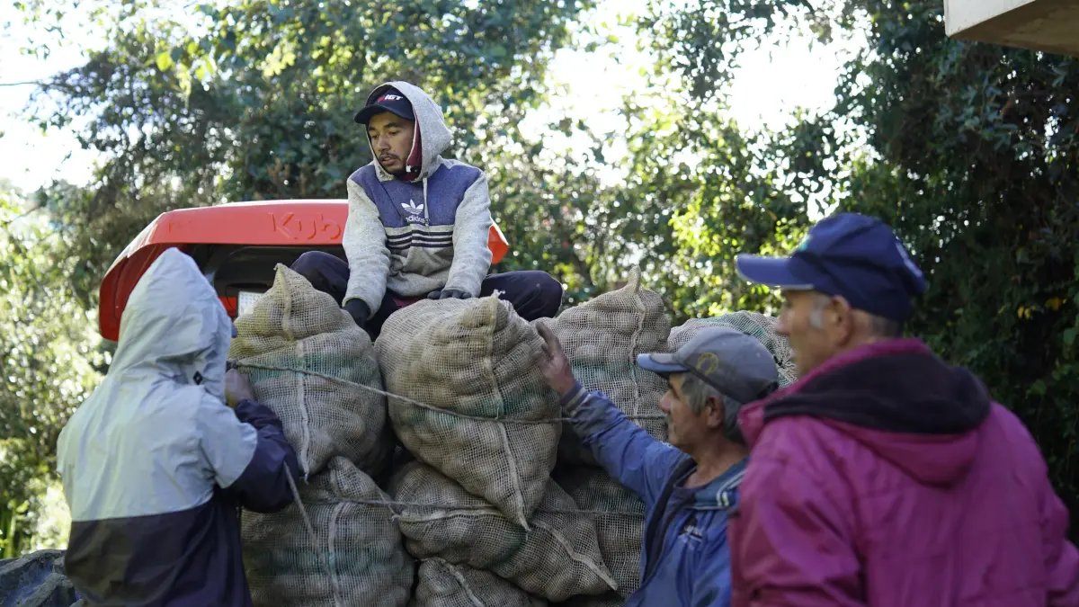Ante la Caída del 72 % en el precio de la Papa, Cundinamarca Activa Millonaria Compra Directa A Campesinos para Evitar Pérdidas