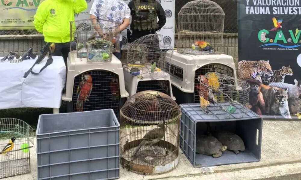 En Cereté (Córdoba) Una Mujer Vendía Aves Silvestres en la Calle Como si Fueran Mercancías