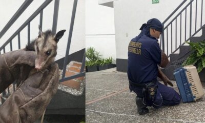 Bomberos rescatan a una zarigüeya que se Metióe a un motel en la estrella