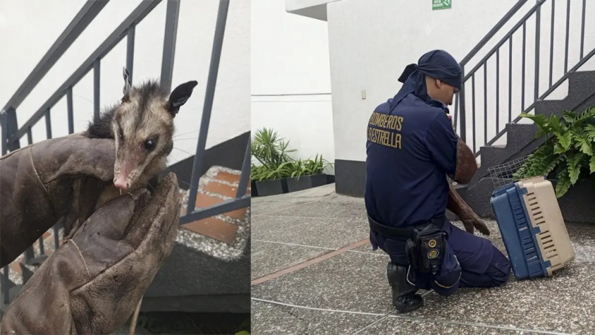 Bomberos rescatan a una zarigüeya que se Metióe a un motel en la estrella