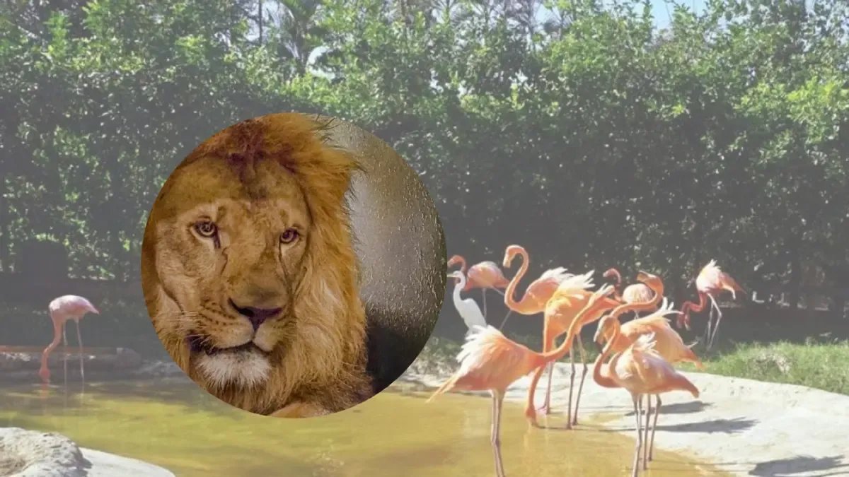 Barranquilla Recibe Nuevo León en Su Zoológico y Celebra Con Jornada Especial que conecta Educación, Conservación Y Entretenimiento para Las Familias