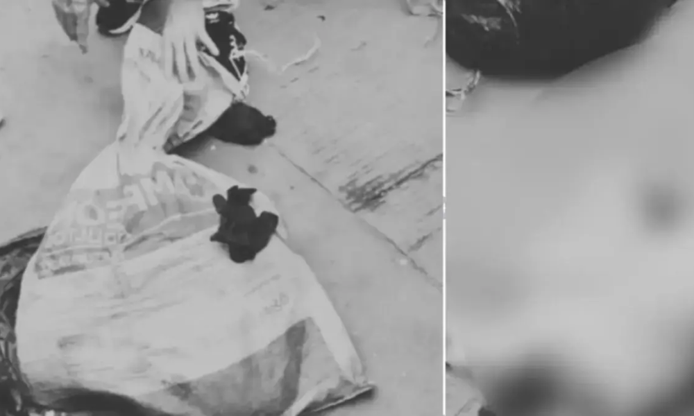 investigador si animal Habría Sufrido Abuso Sexual