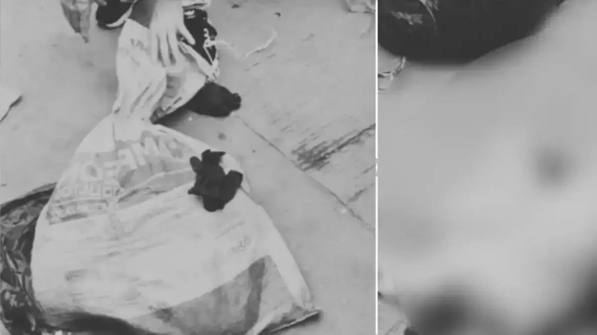 investigador si animal Habría Sufrido Abuso Sexual