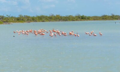 Más de 14.000 Aves en el Santuario de Fauna y Flora Los Flamencos