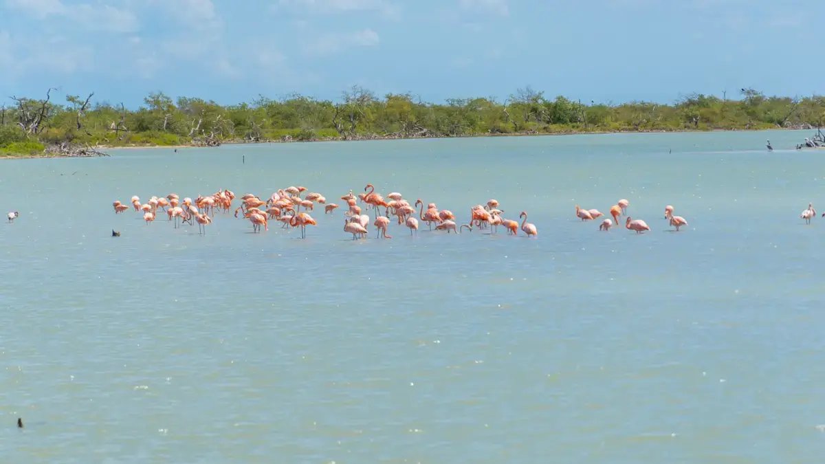 Más de 14.000 Aves en el Santuario de Fauna y Flora Los Flamencos
