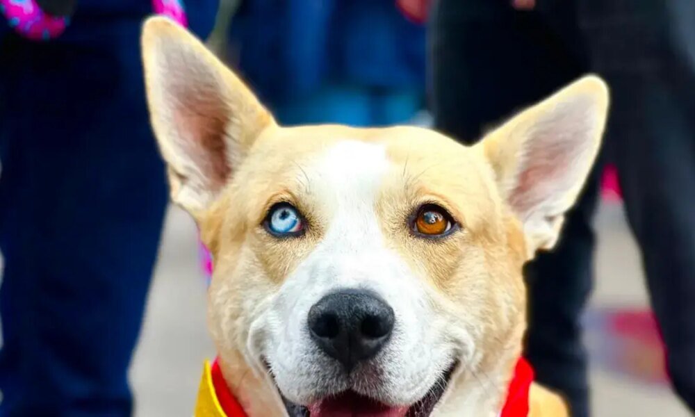 Vacunacióna Gratuita Contra la Rabia para Perros y Gatos Durante Expopet 2025 en Corferi