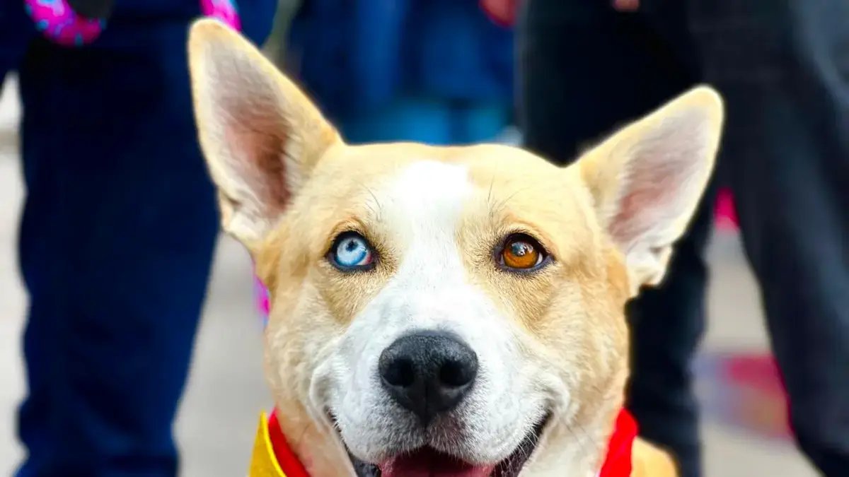 Vacunacióna Gratuita Contra la Rabia para Perros y Gatos Durante Expopet 2025 en Corferi