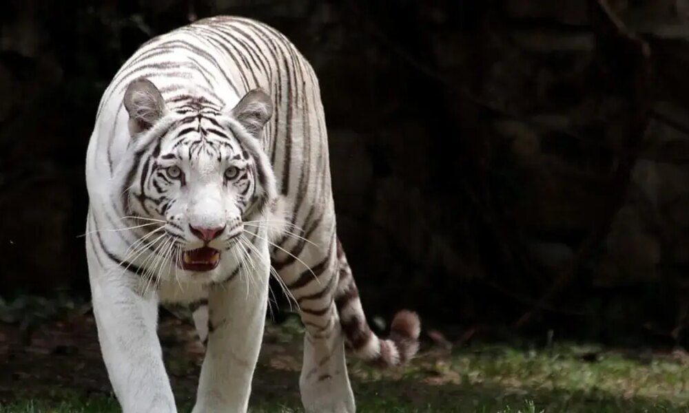 Esta es la causa de la Muerte de Indira, Una Tigresa de Bengala y Una de las Más Queridas por Visitantes y la Ciudadanía