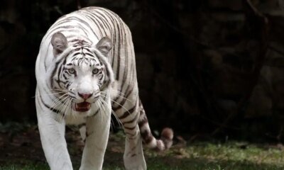 Esta es la causa de la Muerte de Indira, Una Tigresa de Bengala y Una de las Más Queridas por Visitantes y la Ciudadanía
