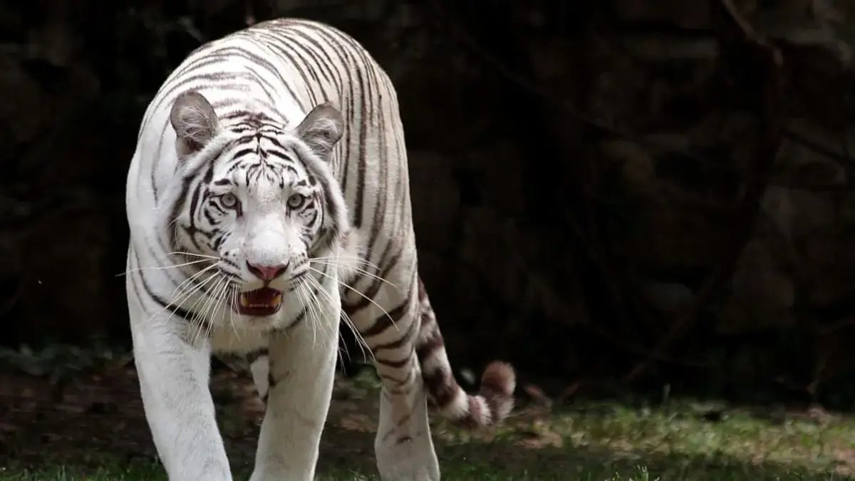Esta es la causa de la Muerte de Indira, Una Tigresa de Bengala y Una de las Más Queridas por Visitantes y la Ciudadanía