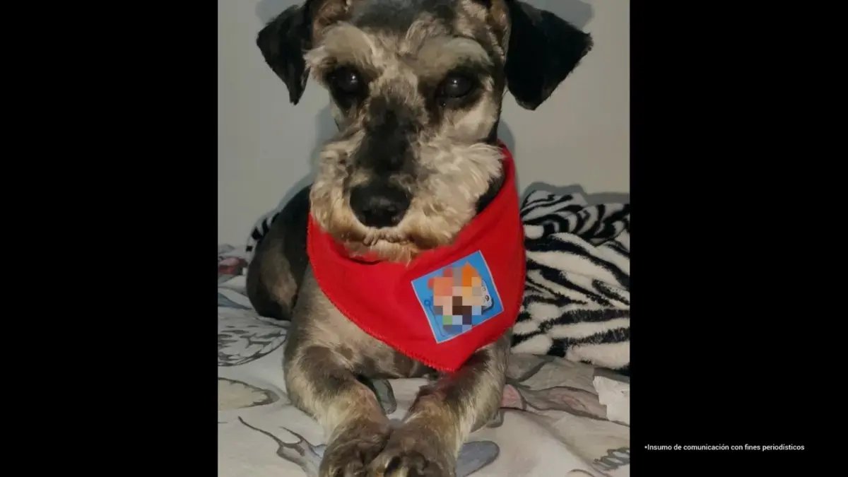 Condenan A Dos Agresores de animales en Tiendas de Mascotas en Bogotá