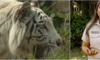 Tras Impactante Video de Tigre de Bengala Matando A Su Mamá en El Zoológico de Cali, Hay Polémica y Protesta en la Ciudad: Vocera Explicó Lo Sucedido