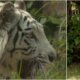 Tras Impactante Video de Tigre de Bengala Matando A Su Mamá en El Zoológico de Cali, Hay Polémica y Protesta en la Ciudad: Vocera Explicó Lo Sucedido